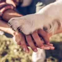 4.-Dog-paw-on-owners-hands-200x200
